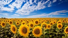 Create An Inviting Display Of A Sunflower Field Under A Clear Blue Sky, With The Vibrant Yellow Blooms Reaching For The Sun