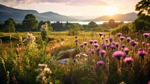 Design A Composition That Captures The Allure Of A Wildflower Meadow In The Scottish Highlands, With Heather And Thistles In Bloom