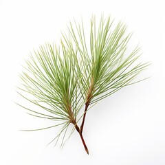 Photo of White Pine Needle isolated on a white background