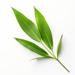  Photo of Willow Leaf isolated on a white background