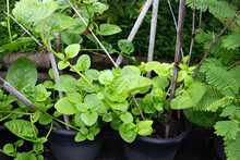 Ceylon Spinach Or Basella Rubra Linn