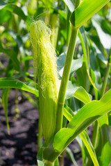 Sticker - Baby corn fruit on tree. Corn field