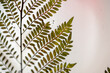 Rama de Planta silvestre conservada en resina epóxica con acercamiento