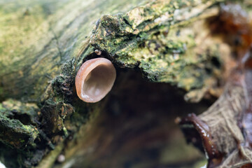 Wall Mural - A tiny brown Judas's ear fungus on a tree.