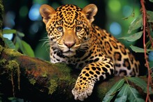 Adorable Jaguar Resting On A Tree Amidst A Vibrant Rainforest. Generative AI