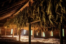 Drying Shed With Tobacco Leaves And Quality Control Of Tobacco Leaf In A Barn. Hanging Burley Tobacco Cures In A Barn For Agriculture And Tobacco Farming. Generative AI