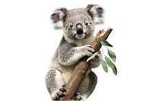 Koala Perched On A Eucalyptus Tree Branch Transparent Isolated On White Background Cutout. PNG File ,artwork Graphic Design ,Generative AI