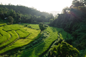 Poster - Rice terraces in the forest at a rural village