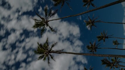Poster - low angle vertical timelapse of clouds moving through starry sky, tropical pine trees in foreground.