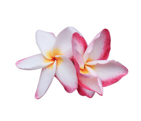 Wall Mural - Plumeria or Frangipani or Temple tree flower. Close up pink-white frangipani flowers bouquet isolated on transparent background.