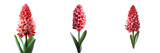 Red hyacinth against transparent background