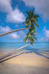 Wall Mural - Coconut tree on the beach with blue sky and white clouds