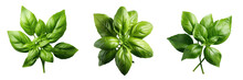Leaves Of Basil That Are Green Transparent Background