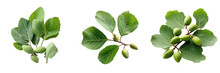 Fresh Leaves Of Gular Golar Or Clustar Fig Tree Fruit Isolated Transparent Background Surface Displaying Numerous Benefits