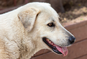 Wall Mural - Portrait of a white dog in the city