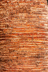 Wall Mural - The bark on a palm tree as an abstract background. Texture