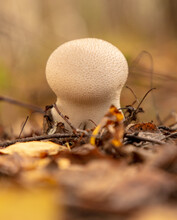 Puffball Mushroom Grows In The Autumn Forest. Close-up