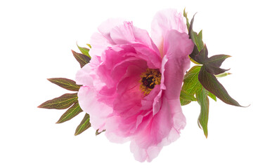 Poster - beautiful pink big tree peony flower on white background