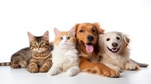 Cat And Dog Together Isolated On White Background. AI Generated Image