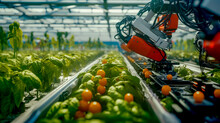 Robot Working In Greenhouse Filled With Lettuce And Oranges.