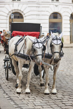 Traditional Carriage Ride. Vienna City Center. Classic Horse Driven. Austria