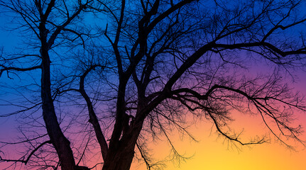 Poster - Silhouette of lone tree branch at sunset