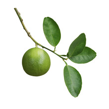 Green Lime A Citrus Fruit With Lime Leaves On Tree Branch Twig