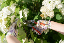 Hands Of Gardener Pruning Flowers In Garden
