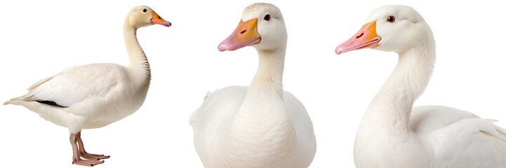 Wall Mural - White domestic goose  collection (portrait, side view, standing), animal bundle isolated on a transparent background