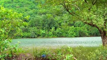 Greenery Forest And River Wide View