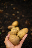 Fototapeta  - Close up hand harvesting potato