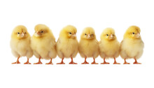 Six Little Chicken Isolated On Transparent Background Cutout