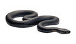 © Papugrat - black snake isolated on transparent background cutout