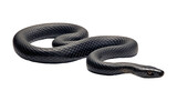 black snake isolated on transparent background cutout