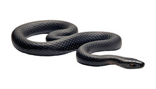 Black Snake Isolated On Transparent Background Cutout