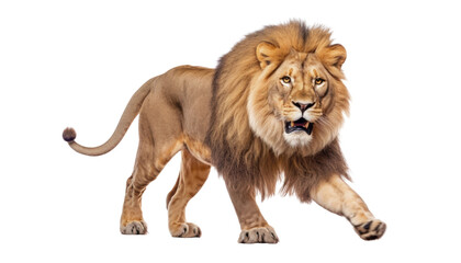 Wall Mural - lion walking isolated on transparent background cutout