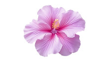 Pink Hibiscus Flower Isolated On Transparent Background Cutout