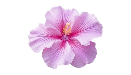 Wall Mural - pink hibiscus flower isolated on transparent background cutout