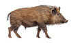 wild boar isolated on transparent background cutout