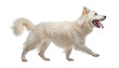 portrait of a walk white dog isolated on transparent background cutout
