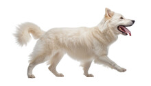 Portrait Of A Walk White Dog Isolated On Transparent Background Cutout