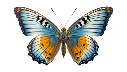 Wall Mural - orange blue butterfly isolated on transparent background cutout