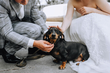 The bride and groom, happy newlyweds on a walk in the park sit with a beautiful beloved young thoroughbred dog dachshund. Wedding photography, animal close-up portrait.