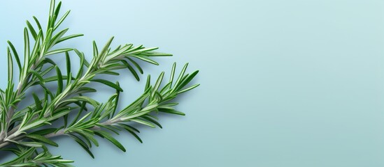 Poster - Rosemary branch on a isolated pastel background Copy space fresh and aromatic