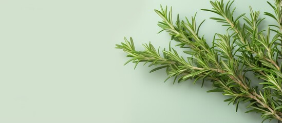 Poster - Rosemary branch on a isolated pastel background Copy space fresh and aromatic