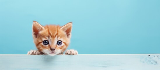 Poster - Small red kitten rests in blue box isolated pastel background Copy space