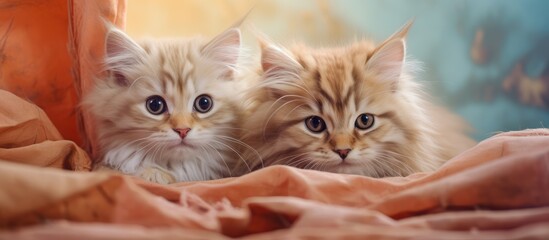 Wall Mural - Two red Siberian kittens resting together in their den set against a isolated pastel background Copy space