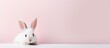 Symbol of Easter beautiful pet care isolated pastel background Copy space