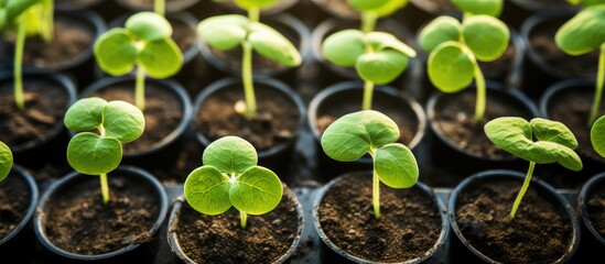 Poster - selective focus and shallow depth of field capture the sprouting of young cucumber seedlings in plas