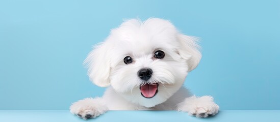 Sticker - White Bichon Maltese alone against isolated pastel background Copy space looking stunning